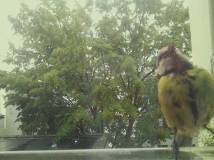bird_20260518_134308_491_burst5_motion4940_conf0.91_bestbird.jpg