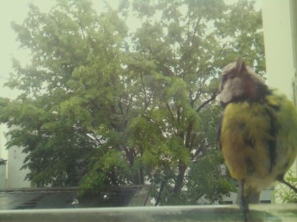 bird_20260518_134314_700_burst6_motion4940_conf0.95_bestdog.jpg