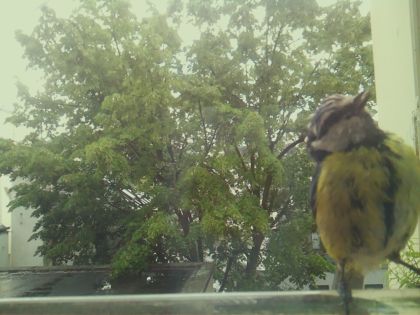 bird_20260518_134321_081_burst7_motion4940_conf0.98_bestbird.jpg