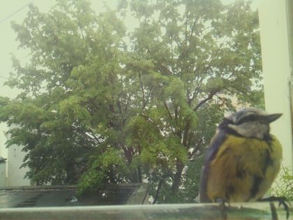 bird_20260518_134337_442_burst1_motion1288_conf1.00_bestbird.jpg