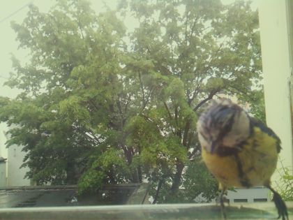 bird_20260518_134343_670_burst2_motion1288_conf0.93_bestbird.jpg