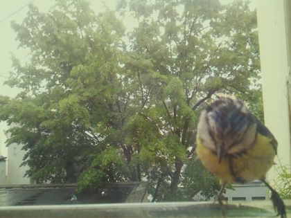 bird_20260518_134349_859_burst3_motion1288_conf0.98_bestbird.jpg