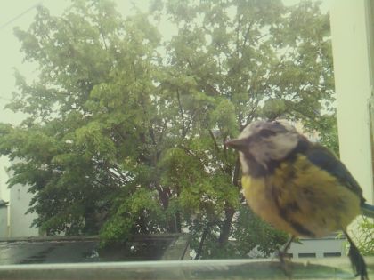 bird_20260518_134402_464_burst5_motion1288_conf1.00_bestbird.jpg