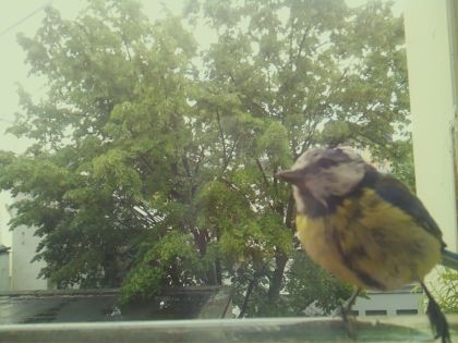 bird_20260518_134408_823_burst6_motion1288_conf1.00_bestbird.jpg