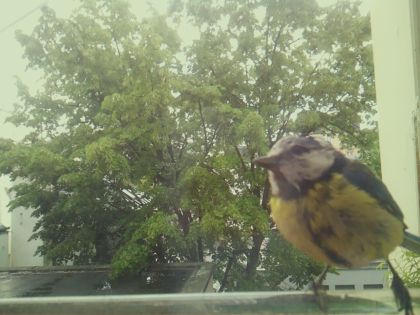 bird_20260518_134415_248_burst7_motion1288_conf1.00_bestbird.jpg