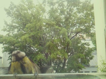 bird_20260518_134500_754_burst0_motion8776_conf0.80_bestbird.jpg