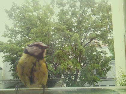 bird_20260518_134506_467_burst1_motion8776_conf0.91_bestbird.jpg