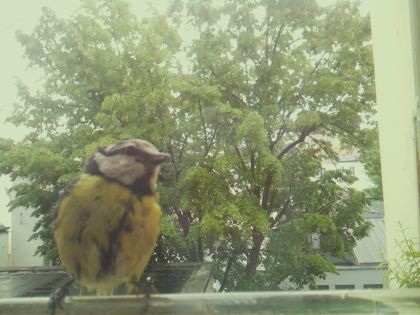 bird_20260518_134512_317_burst2_motion8776_conf1.00_bestbird.jpg