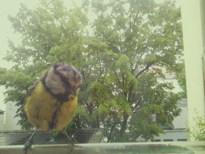 bird_20260518_134518_393_burst3_motion8776_conf0.50_bestcat.jpg