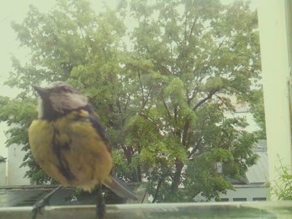 bird_20260518_134530_592_burst5_motion8776_conf0.99_bestbird.jpg