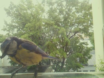 bird_20260518_134536_800_burst6_motion8776_conf1.00_bestbird.jpg