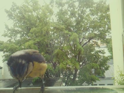 bird_20260518_134543_048_burst7_motion8776_conf0.97_bestbird.jpg