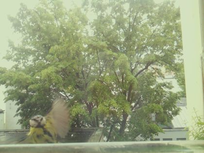 bird_20260518_134606_547_burst0_motion7030_conf0.00_bestnone.jpg