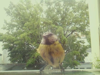 bird_20260518_134612_287_burst1_motion7030_conf0.99_bestbird.jpg