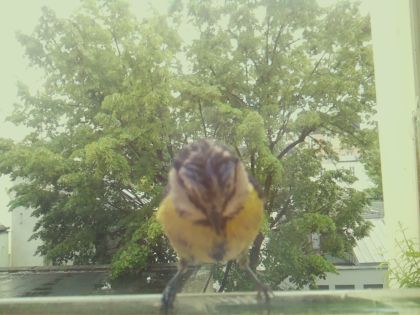 bird_20260518_134618_295_burst2_motion7030_conf0.98_bestbird.jpg