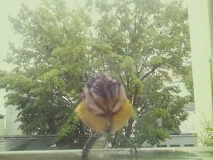 bird_20260518_134624_360_burst3_motion7030_conf0.99_bestbird.jpg
