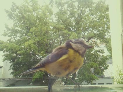 bird_20260518_134636_715_burst5_motion7030_conf1.00_bestbird.jpg