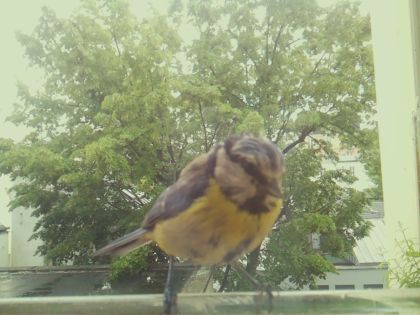 bird_20260518_134649_330_burst7_motion7030_conf1.00_bestbird.jpg