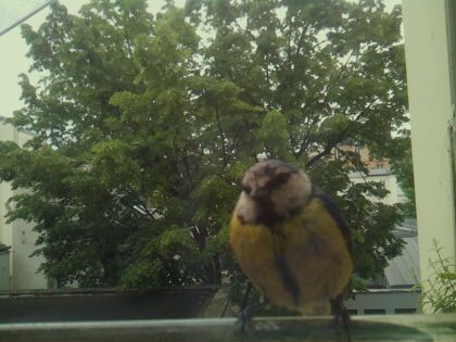 bird_20260519_081450_989_burst1_motion2932_conf0.97_bestbird_spcyanistes_caeruleus_spconf1.00.jpg