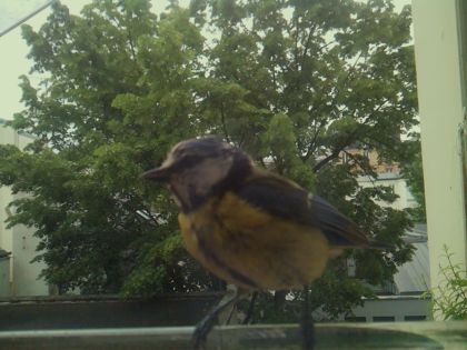 bird_20260519_081456_709_burst2_motion2932_conf1.00_bestbird_spdendrocopos_major_spconf0.13.jpg