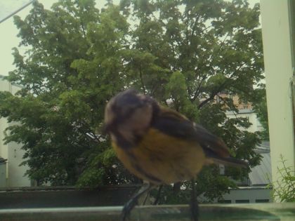 bird_20260519_081502_535_burst3_motion2932_conf1.00_bestbird_sppyrrhula_pyrrhula_spconf0.19.jpg