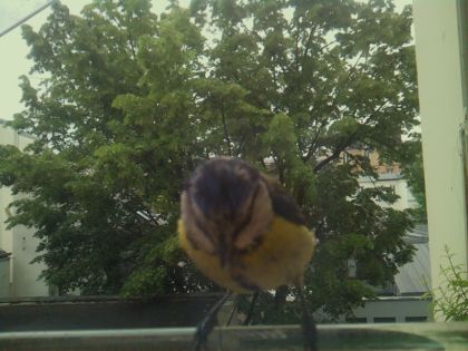 bird_20260519_081508_517_burst4_motion2932_conf0.99_bestbird_spcyanistes_caeruleus_spconf1.00.jpg