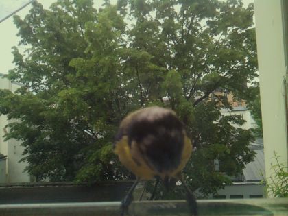 bird_20260519_081514_453_burst5_motion2932_conf0.99_bestbird_spsturnus_vulgaris_spconf0.25.jpg