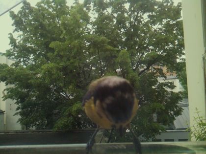 bird_20260519_081520_480_burst6_motion2932_conf0.95_bestbird_spsturnus_vulgaris_spconf0.22.jpg