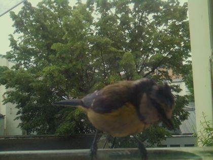 bird_20260519_081526_693_burst7_motion2932_conf1.00_bestbird_spcorvus_corone_spconf0.17.jpg