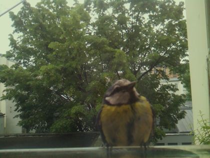 bird_20260519_081639_033_burst1_motion3276_conf0.99_bestbird_spcyanistes_caeruleus_spconf1.00.jpg