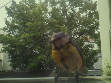 bird_20260519_081644_868_burst2_motion3276_conf0.99_bestbird_spcyanistes_caeruleus_spconf1.00.jpg