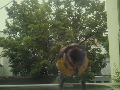 bird_20260519_081702_947_burst5_motion3276_conf0.87_bestbird_spcyanistes_caeruleus_spconf1.00.jpg