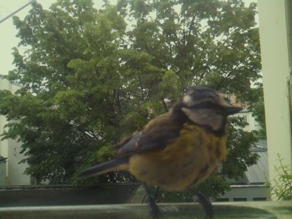 bird_20260519_081709_101_burst6_motion3276_conf1.00_bestbird_spcyanistes_caeruleus_spconf0.22.jpg
