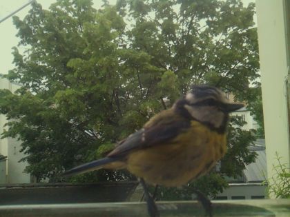 bird_20260519_081715_238_burst7_motion3276_conf1.00_bestbird_spcyanistes_caeruleus_spconf0.46.jpg