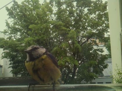 bird_20260519_083213_430_burst1_motion2304_conf1.00_bestbird_spcyanistes_caeruleus_spconf0.59.jpg