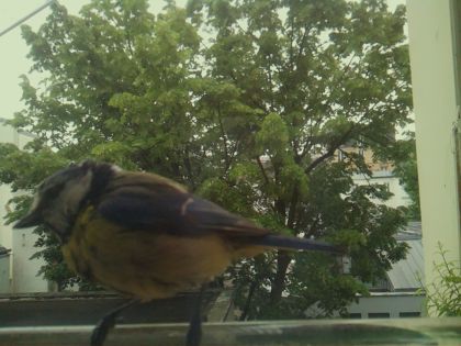 bird_20260519_083226_188_burst3_motion2304_conf0.99_bestbird_spsitta_europaea_spconf0.25.jpg