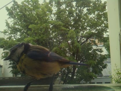 bird_20260519_083232_265_burst4_motion2304_conf0.98_bestbird_spsitta_europaea_spconf0.23.jpg