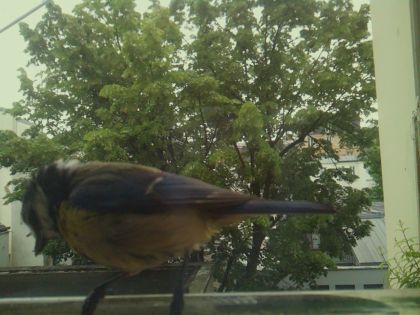 bird_20260519_083238_455_burst5_motion2304_conf0.83_bestbird_spsturnus_vulgaris_spconf0.33.jpg
