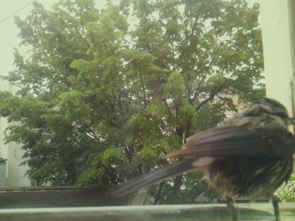 bird_20260519_084701_441_burst0_motion1834_conf0.45_bestbird_spphoenicurus_ochruros_spconf0.14.jpg