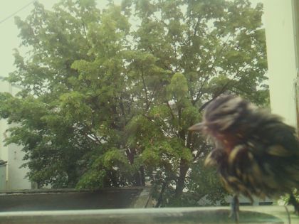 bird_20260519_084738_362_burst6_motion1834_conf0.83_bestbird_spregulus_regulus_spconf0.18.jpg