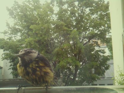 bird_20260519_085502_285_burst1_motion6487_conf0.99_bestbird_spspinus_spinus_spconf0.29.jpg