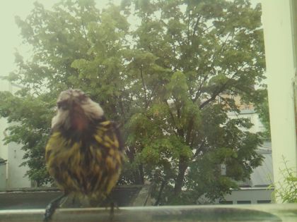 bird_20260519_085508_045_burst2_motion6487_conf0.77_bestdog_spspinus_spinus_spconf0.18.jpg