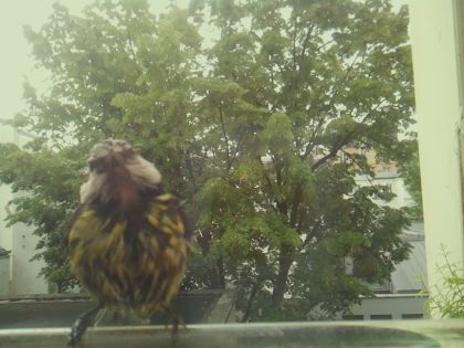 bird_20260519_085514_035_burst3_motion6487_conf0.89_bestdog_spspinus_spinus_spconf0.20.jpg