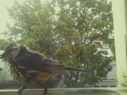 bird_20260519_085519_964_burst4_motion6487_conf0.84_bestbird_spturdus_merula_spconf0.45.jpg