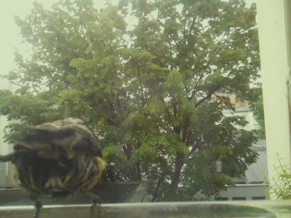 bird_20260519_085532_158_burst6_motion6487_conf0.48_bestbird_spsturnus_vulgaris_spconf0.80.jpg