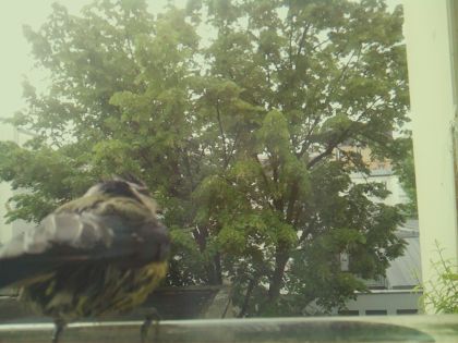 bird_20260519_085538_429_burst7_motion6487_conf0.87_bestbird_spmotacilla_alba_spconf0.38.jpg