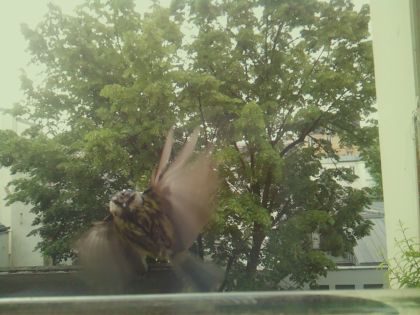 bird_20260519_085710_888_burst1_motion2559_conf0.00_bestnone_spphylloscopus_collybita_spconf0.17.jpg
