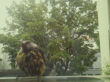 bird_20260519_085716_711_burst2_motion2559_conf0.67_bestbird_spsturnus_vulgaris_spconf0.32.jpg
