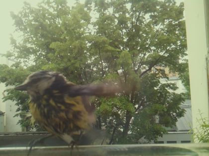 bird_20260519_085722_784_burst3_motion2559_conf0.62_bestbird_spspinus_spinus_spconf0.18.jpg