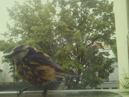 bird_20260519_085728_763_burst4_motion2559_conf0.63_bestbird_spspinus_spinus_spconf0.29.jpg